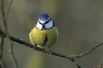 Blue tit (Cyanistes Caeruleus) adult garden bird on a tree branch in winter, England, United