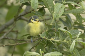 Blue tit (Cyanistes Caeruleus) juvenile baby garden bird on a tree branch in spring, England,