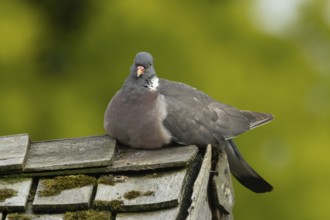 Wood pigeon (Columba palumbus) adult garden bird on a shed roof, England, United Kingdom