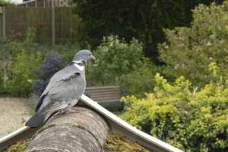 Wood pigeon (Columba palumbus) adult garden bird on a house roof, England, United Kingdom