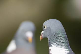 Wood pigeon (Columba palumbus) adult garden bird looking at another pigeon, England, United Kingdom