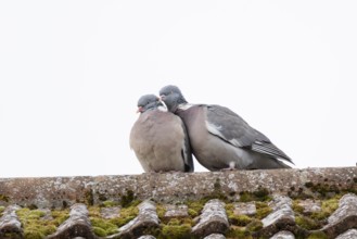 Wood pigeon (Columba palumbus) two adult garden birds during their love courtship display on a