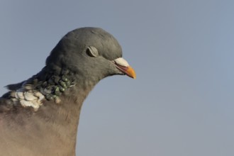 Wood pigeon (Columba palumbus) adult garden bird head portrait with its eyes shut, England, United