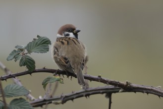 Tree sparrow (Passer montanus) adult bird on a bramble plant branch, England, United Kingdom