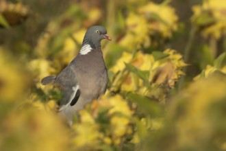 Wood pigeon (Columba palumbus) adult garden bird on sunflower plant seedheads in autumn, England,