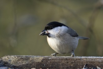 Marsh tit (Poecile palustris) adult bird eating a sunflower seed on a garden bird table in winter,