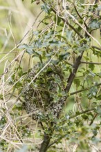 Long tailed tit (Aegithalos caudatus) birds nest in a holly tree in spring, England, United Kingdom