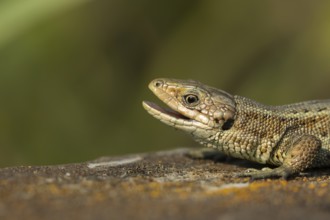 Common lizard (Zootoca vivipara) adult reptile yawning with its mouth open on a wooden sleeper in