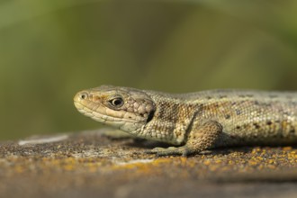 Common lizard (Zootoca vivipara) adult reptile on a wooden sleeper in summer, England, United