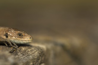 Common lizard (Zootoca vivipara) adult reptile basking on a wooden sleeper in summer, England,