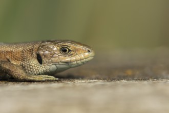 Common lizard (Zootoca vivipara) adult reptile resting on a wooden sleeper in summer, England,