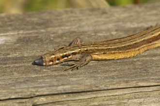 Common lizard (Zootoca vivipara) adult animal reptile showing its tail regrowing after losing it in