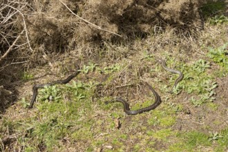 European Adder or Common viper (Vipera berus) three adult reptile snakes basking by a gorse bush in