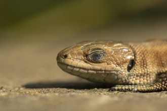 Common lizard (Zootoca vivipara) adult animal reptile sleeping on a wooden sleeper in summer,