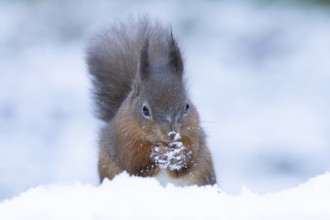 Red squirrel (Sciurus vulgaris) adult animal feeding on a nut in snow in winter, England, United