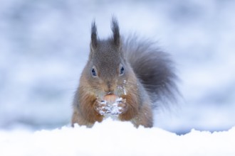 Red squirrel (Sciurus vulgaris) adult animal collecting a hazel nut in snow in winter, England,