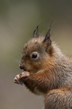 Red squirrel (Sciurus vulgaris) adult animal eating a nut in a woodland in winter, England, United