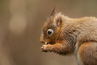 Red squirrel (Sciurus vulgaris) adult animal feeding on a nut in winter, England, United Kingdom