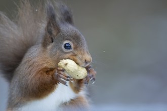 Red squirrel (Sciurus vulgaris) adult animal eating a nut in a woodland in winter, England, United