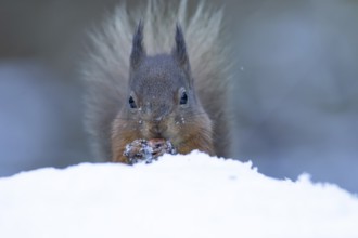 Red squirrel (Sciurus vulgaris) adult animal eating a nut in a snow covered woodland in winter,