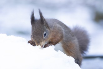 Red squirrel (Sciurus vulgaris) adult animal searching for food in a snow covered woodland in