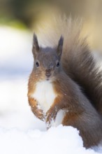 Red squirrel (Sciurus vulgaris) adult animal in a snow covered woodland in winter, England, United