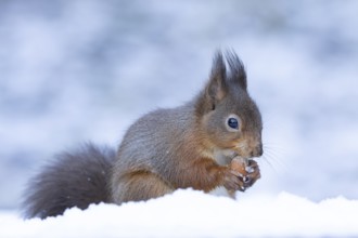 Red squirrel (Sciurus vulgaris) adult animal feeding on a hazel nut in snow in winter, England,