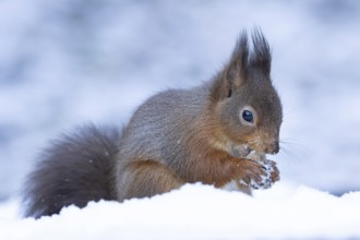Red squirrel (Sciurus vulgaris) adult animal eating a hazel nut in snow in winter, England, United