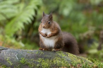 Red squirrel (Sciurus vulgaris) adult animal on a moss covered tree stump in a woodland in winter,