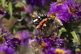 Red admiral butterfly (Vanessa atalanta) adult insect feeding on a garden purple Aster flower in