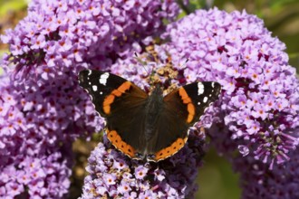 Red admiral butterfly (Vanessa atalanta) adult insect feeding on a garden purple Buddleja or