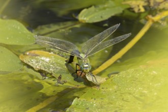 Emperor dragonfly (Anax imperator) adult female insect egg laying or ovipositing on the water