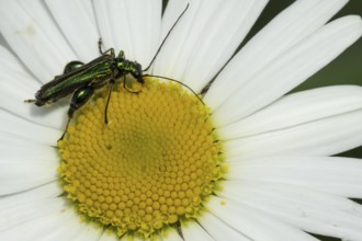 Thick-legged flower beetle (Oedemera nobilis) adult insect feeding on an Oxeye daisy flower in