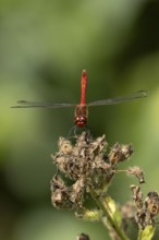 Ruddy darter dragonfly (Sympetrum sanguineum) adult insect on a plant seedhead in summer, England,