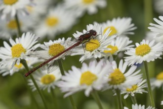 Large red damselfly (Pyrrhosoma nymphula) adult insect resting on a garden white daisy plant flower