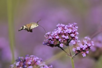 Hummingbird hawkmoth (Macroglossum stellatarum) adult moth insect day flying feeding on garden