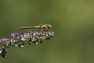 Common darter dragonfly (Sympetrum striolatum) adult female insect resting on a garden purple