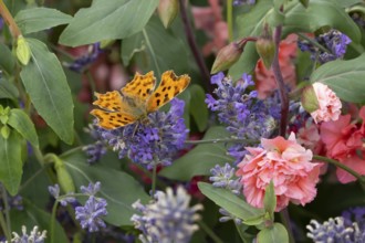Comma butterfly (Polygonia c-album) adult insect feeding on garden blue Lavender plant flowers in