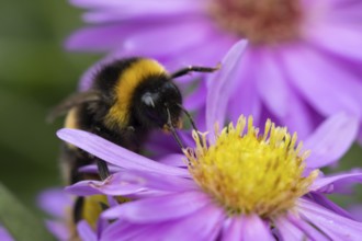 Garden bumblebee (Bombus hortorum) adult bee insect feeding on purple garden Aster plant flowers in