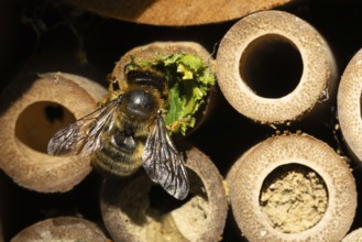 Leaf cutter bee (Megachile centuncularis) adult insect returning to a bee hotel box with leaves in