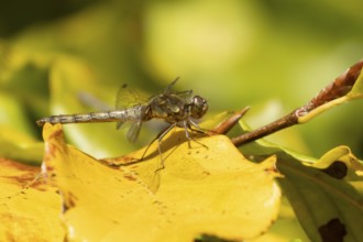 Common darter dragonfly (Sympetrum striolatum) adult female insect resting on colourful autumn