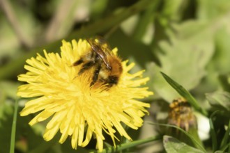 Buff tailed bumblebee (Bombus terrestris) adult bee insect feeding on yellow Dandelion (Taraxacum