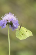 Brimstone butterfly (Gonepteryx rhamni) adult insect feeding on Field scabious plant flowers in