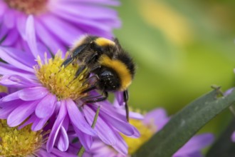 Garden bumblebee (Bombus hortorum) adult bee insect feeding on purple garden Aster plant flower in