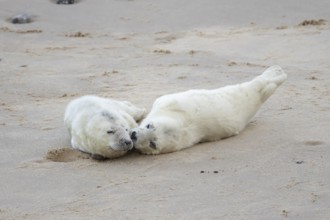 Atlantic grey seal (Halichoerus grypus) two juvenile baby pup animals sleeping on a beach in