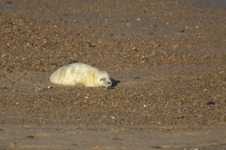 Atlantic grey seal (Halichoerus grypus) juvenile baby pup animal sleeping on a seaside beach in