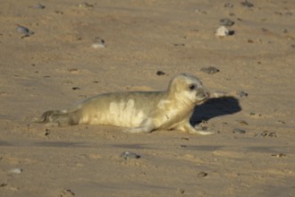 Atlantic grey seal (Halichoerus grypus) juvenile baby pup animal on a seaside beach in winter,