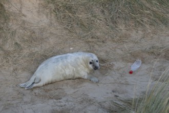 Atlantic grey seal (Halichoerus grypus) juvenile baby pup animal resting on a sand dune on a beach