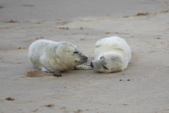 Atlantic grey seal (Halichoerus grypus) two juvenile baby pup animals resting on a beach in winter,