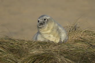 Atlantic grey seal (Halichoerus grypus) juvenile baby pup animal resting on a sand dune on a beach